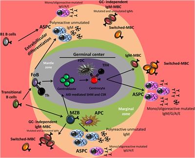 Frontiers | Chronic Lymphocytic Leukemia B-Cell Normal Cellular